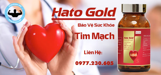 hato-gold-1